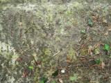 image of grave number 144792